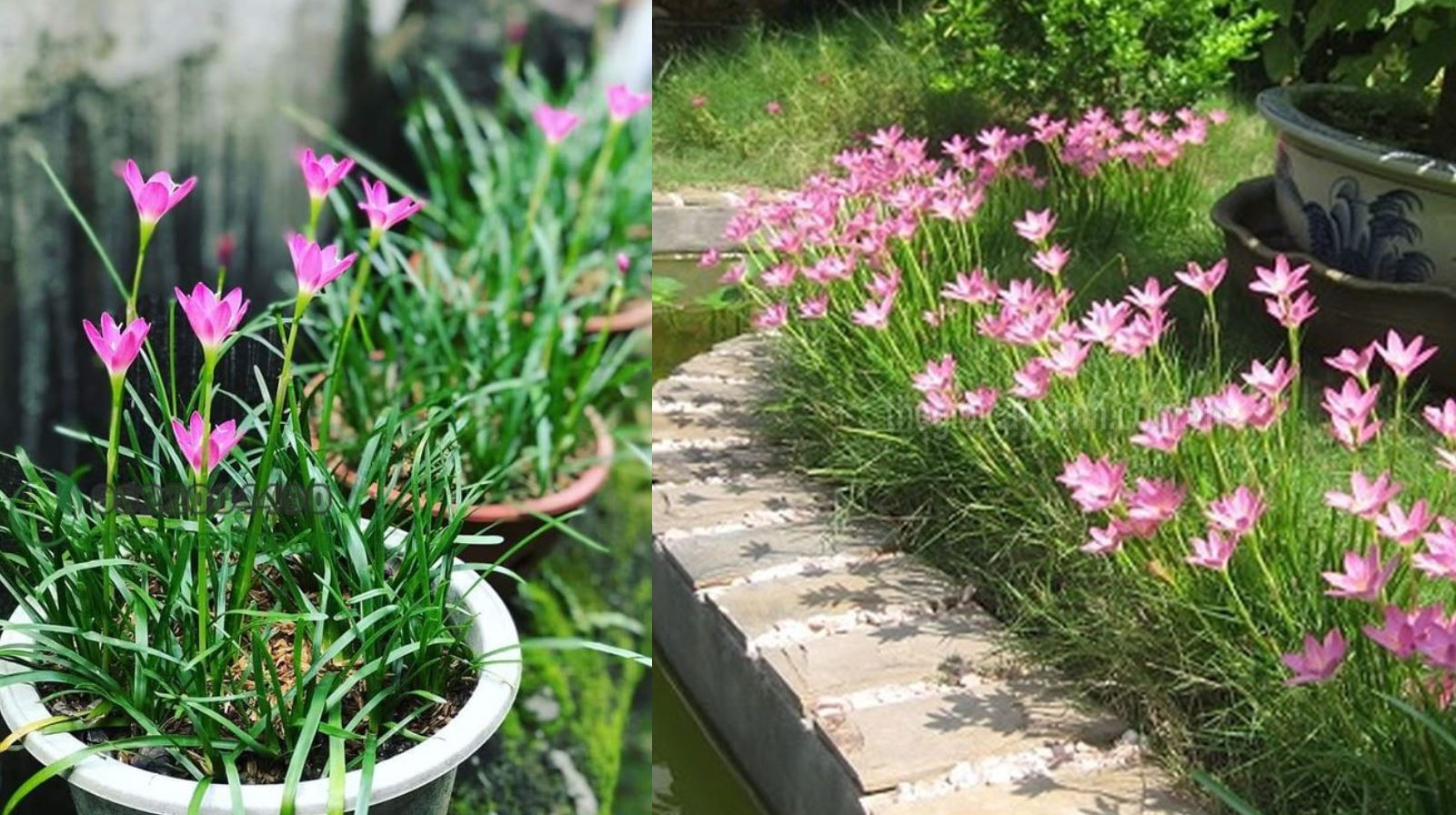 Công dụng của cây Huệ Mưa